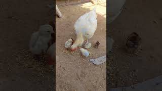 Cross breeding of white aseel hen and red aseel rooster [upl. by Mihcaoj]