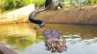 Ataques Horribles De Pitones Gigantes  Pitones Contra Tigres Leopardos Cocodrilos [upl. by Ahsinrad978]