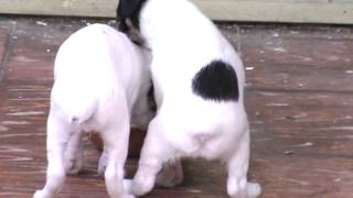 Fox Terrier Chileno  Cachorros de 1 mes [upl. by Llennol928]