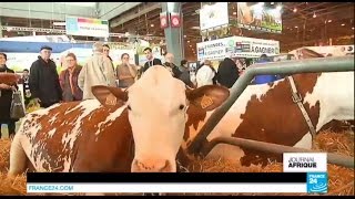 La vache française que les Africains sarrachent  SALON DE LAGRICULTURE [upl. by Ahsiki711]