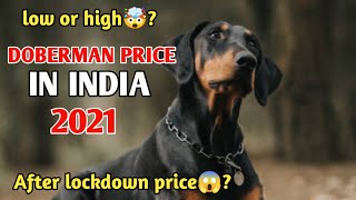 Doberman Pinscher Puppy Price  doberman price in india 2021 🤯 [upl. by Olim]