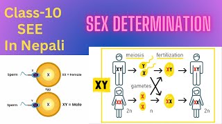 Sex Determination sex chromosomes autosomesClass  10 SEE In Nepali [upl. by Krute]