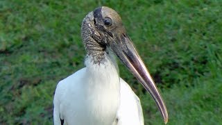 Wood Stork Fight Flight Feeding FYV [upl. by Ries912]