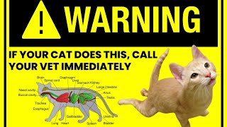 Why Does A Cat Drag Its Hind Legs  Cat Behavior Explained diagnosis prevention amp cure [upl. by Cecilia389]