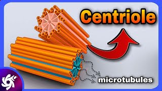 centriole in 3 Minutes  structure and function [upl. by Neelat]