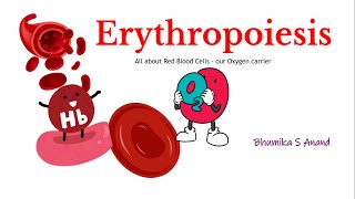 Erythropoiesis Red blood cell formationmedical physiology redbloodcells hematology stemcells [upl. by Riccardo]