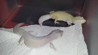 Leopard Gecko Courting [upl. by Wally]