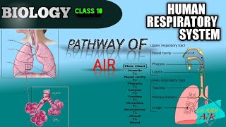 Pathway of airRespirationclass10 [upl. by Airdnaz]