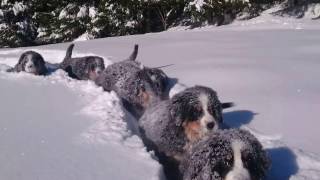 Time for fun in the snow 😀 puppies Bernese Mountain Dog 12 weeks [upl. by Hgielrebma]