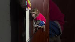 monkeybaby attacks animals torturingmonkeybabymonkeyiniraniannomads iranborder [upl. by Pokorny]