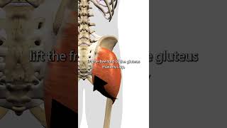 Gluteus Maximus Trigger Points [upl. by Cammi]