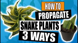 How to Propagate a Snake Plant  Dividing Pups [upl. by Ahasuerus333]