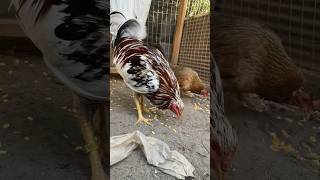 Whitehackle roostersandhens chickenbreeds chicken roosters chickentypes birds pets animals [upl. by Eninaj]