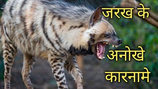 facts about striped Hyena l जरख [upl. by Letsirhc]