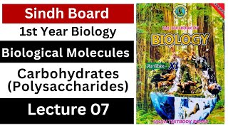 polysaccharides  starch  glycogen  cellulose  chitin  biological molecules  class 11 bio [upl. by Luciano]