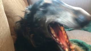 Bandit talks and sings Borzoi howling [upl. by Dyann6]