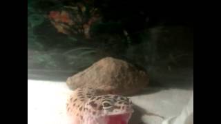 Leopard gecko yawning [upl. by Loring]