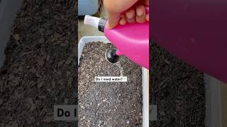 I need the When to Water Seeds 101 handbook 📙💦 short youtubeshorts newgardener [upl. by Foulk]