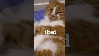 tired song My cat version🐱 shorts [upl. by Birch586]