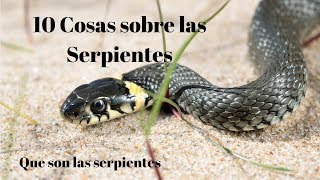 10 carateristicas de las serpientes  Como son las serpientes [upl. by Halliday845]