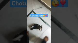 Chotu sa Mylo❣️😘 ytshorts doglover puppy india trending petsvlog petsandanimals beagleworld [upl. by Onirefez]