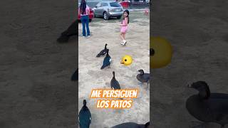 Fernanda alimentando los patitos pets [upl. by Sirovart]