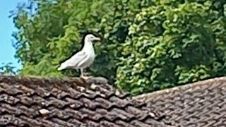 Seagulls Rooks birds Pulford Chester sounds plenty rubbish out for them in food council bins [upl. by Hsekar]