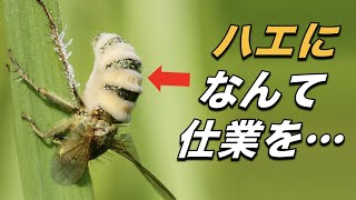 どうしてカビはハエをこのような状態にしたの？（feat寄生生物） [upl. by Frerichs402]