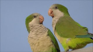 Cotorra argentina Myiopsitta monachus Monk Parakeet [upl. by Kuebbing]