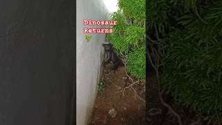 ഉടുമ്പ് പിടിച്ചാൽ വിടില്ലേ🦎 Rescuing a monitor lizard urbanwildlife monitorlizard reptiles [upl. by Wessling]