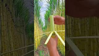 Sugarcane farm with cutting eating so sweet fruit sugarcane shortvideo agriculture [upl. by Yrehc22]