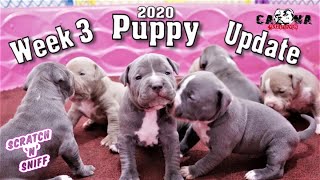 Whelping 3 Week Old XL American Bully Puppies Update [upl. by Rickart]