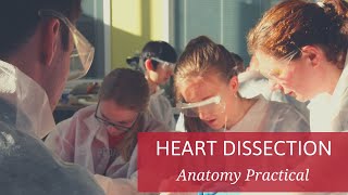 Heart Dissection  First Year Anatomy Practical [upl. by Esinaj595]