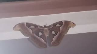 Atlas moth on Sitout wall on October 12  2024 [upl. by Aicilram533]