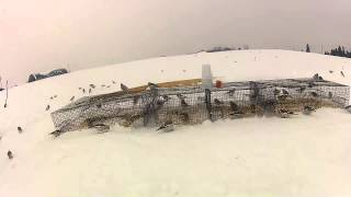 Flock of Snow Buntings in York Region [upl. by Schroth]