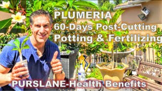 PLUMERIA 60Days PostCutting amp Potting amp Fertilizing Tips  PURSLANEHealth Benefits [upl. by Lorilee]