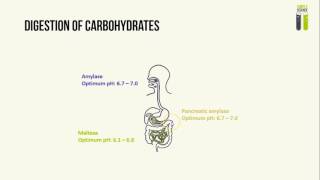 IGCSE Biology Revision  Part 2  Human Digestive Enzymes [upl. by Bettye]