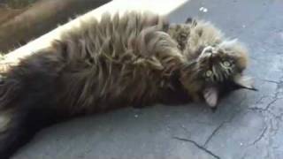 Cute Maine Coon cat talking in the Sun [upl. by Laup]