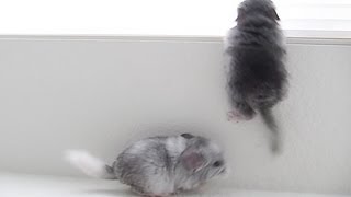 Baby Jumping Chinchillas [upl. by Ailati]