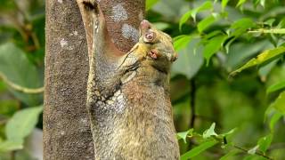 A malayan colugo with baby [upl. by Elery]