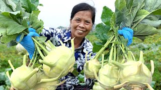 Tips For Growing Kohlrabi With Large And High Yield Easy For Beginners [upl. by Atiuqet]