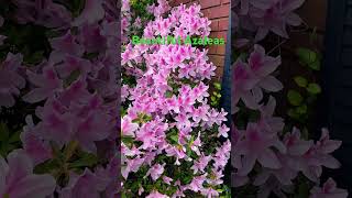 ❤️Beautiful Azaleas 🌺 nature 4knaturesounds relaxing naturesounds flowers azaleas beautiful [upl. by Ybot]