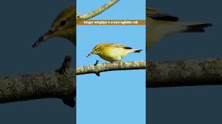 The Willow Warblers Twosyllable Call  Bird Sounds shorts [upl. by Algie642]