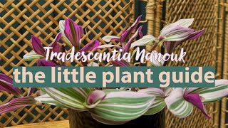 Tradescantia Nanouk Plant Guide  Tradescantia Fluminensis Nanouk tradescantia plantcare [upl. by Llebyram]