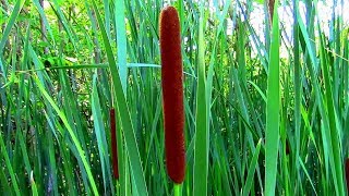 Wild Food Foraging Cattail Veggie Pasta [upl. by Cazzie]