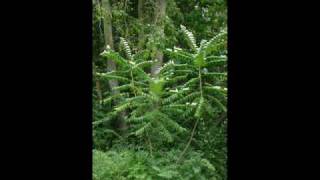 Tree of Heaven Ailanthus altissima [upl. by Lynnell]