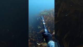 Spearfishing Pollack Øygarden Spearfishing [upl. by Alane830]