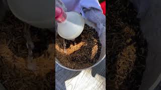 MY SOIL MIX FOR MY PLANTS [upl. by Satterlee]