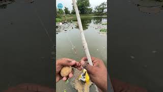 Best Carp Bait Choices A Beginners Guide Part2 fishing fishingvideo hookfishing shorts [upl. by Erny]