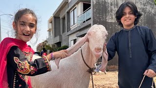 Bakra Eid Mubarak🐐  First Day Celebration🎉 MUSATANVEER [upl. by Enneire462]